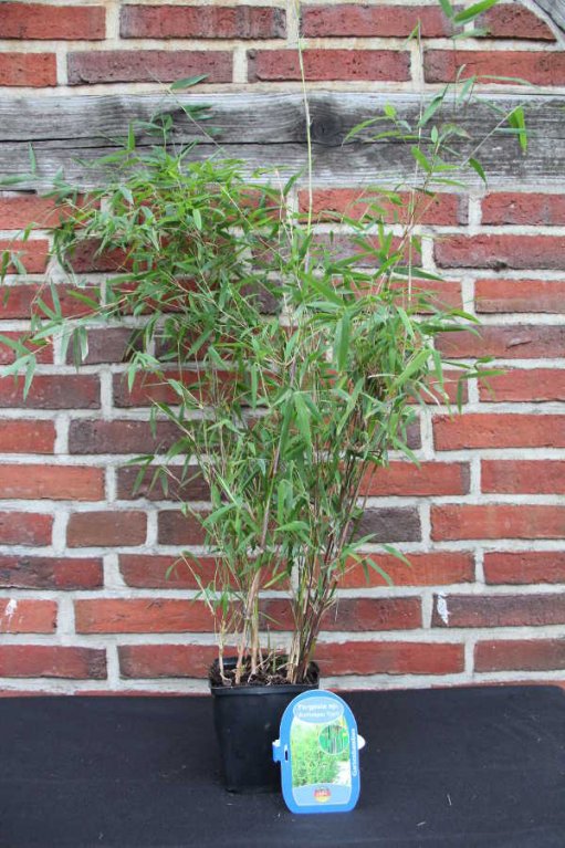 'Jiuzhaigou 1' 11 Tb Jungware