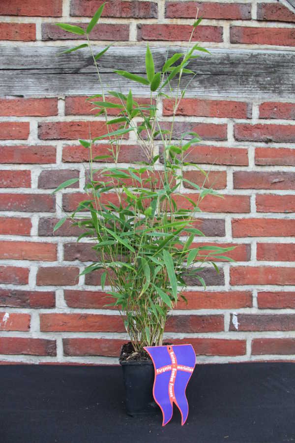 'Fresena' ® 11 Tb Jungware