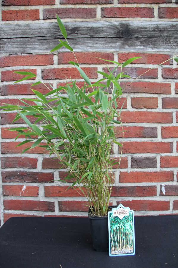 'Standing Stone' (S) ® 11 Tb Jungware